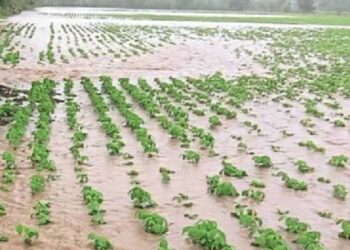 जिल्ह्यात पावसाचा अहाकार ; शेतीसह पशुधनाचे नुकसान