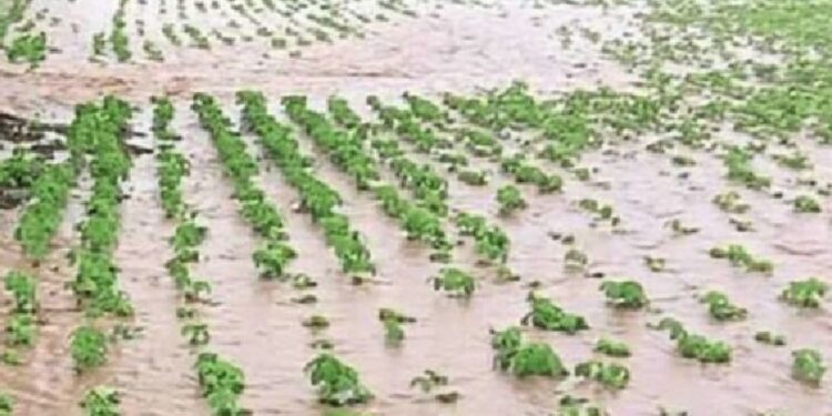 जिल्ह्यात पावसाचा अहाकार ; शेतीसह पशुधनाचे नुकसान
