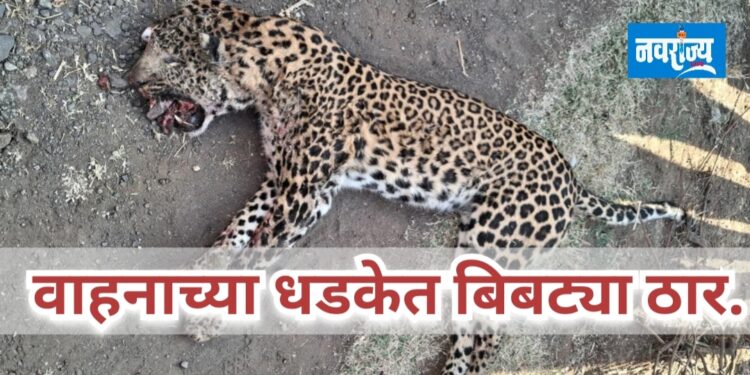 वाहनाच्या धडकेत बिबट्या ठार.