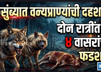 कुसुंब्यात वन्यप्राण्यांची दहशत; दोन रात्रींत चार वासरांचा फडशा