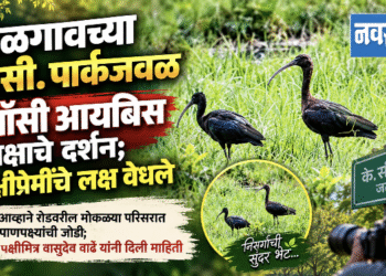 जळगावच्या के.सी. पार्कजवळ ग्लॉसी आयबिसचे दर्शन; पक्षीप्रेमींचे लक्ष वेधले