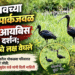 जळगावच्या के.सी. पार्कजवळ ग्लॉसी आयबिसचे दर्शन; पक्षीप्रेमींचे लक्ष वेधले