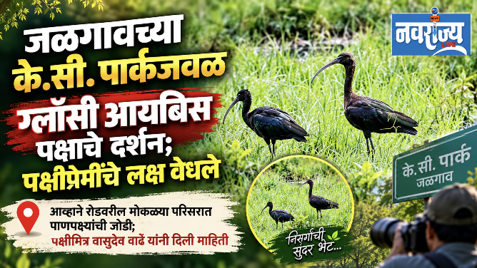 जळगावच्या के.सी. पार्कजवळ ग्लॉसी आयबिसचे दर्शन; पक्षीप्रेमींचे लक्ष वेधले